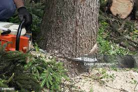 How Our Tree Care Process Works  in St Augustine Beach, FL